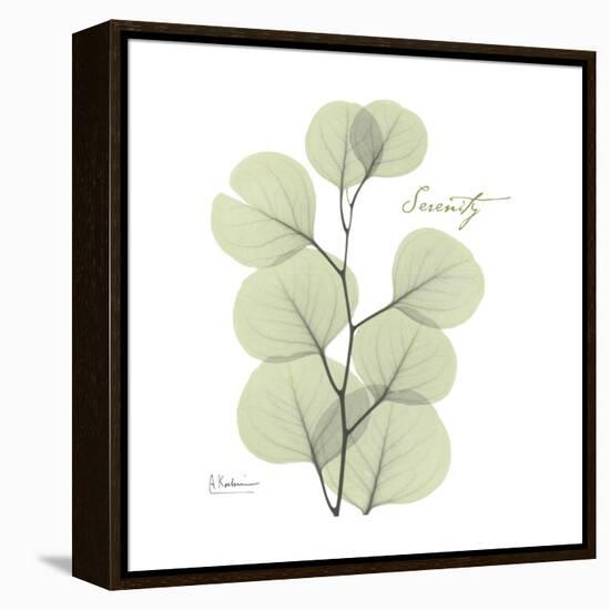 Eucalyptus Serenity-Albert Koetsier-Framed Stretched Canvas