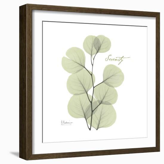 Eucalyptus Serenity-Albert Koetsier-Framed Premium Giclee Print