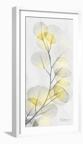 Eucalyptus Sunshine 1-Albert Koetsier-Framed Photographic Print