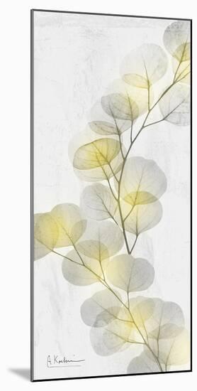 Eucalyptus Sunshine 2-Albert Koetsier-Mounted Photographic Print