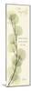 Eucalyptus Tranquility-Albert Koetsier-Mounted Art Print