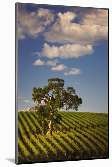 Eucalyptus Tree amongst Grape Vines in the Barossa Valley-Jon Hicks-Mounted Photographic Print