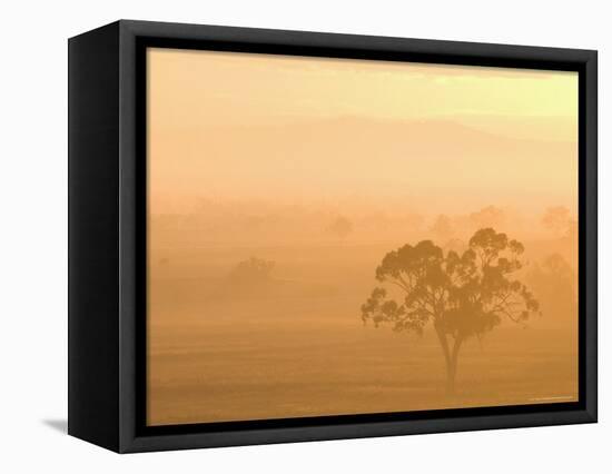 Eucalyptus Tree and Morning Fog, Carroll, New South Wales, Australia-Jochen Schlenker-Framed Premier Image Canvas