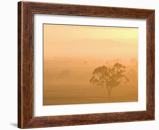 Eucalyptus Tree and Morning Fog, Carroll, New South Wales, Australia-Jochen Schlenker-Framed Photographic Print