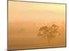 Eucalyptus Tree and Morning Fog, Carroll, New South Wales, Australia-Jochen Schlenker-Mounted Photographic Print