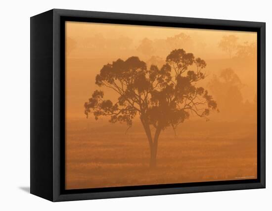 Eucalyptus Tree and Morning Fog, Carroll, New South Wales, Australia-Jochen Schlenker-Framed Premier Image Canvas