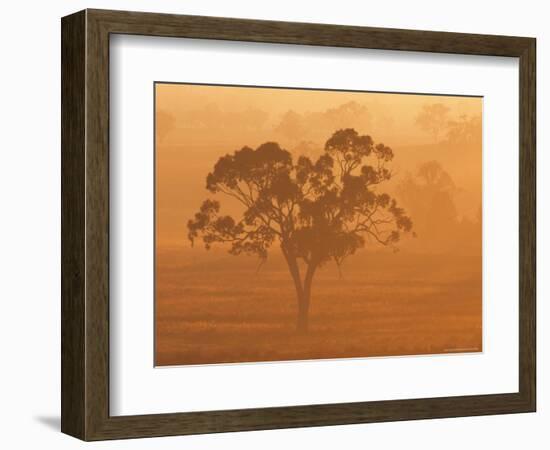 Eucalyptus Tree and Morning Fog, Carroll, New South Wales, Australia-Jochen Schlenker-Framed Photographic Print