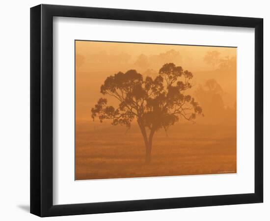 Eucalyptus Tree and Morning Fog, Carroll, New South Wales, Australia-Jochen Schlenker-Framed Photographic Print