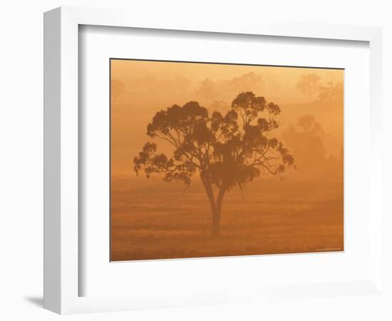 Eucalyptus Tree and Morning Fog, Carroll, New South Wales, Australia-Jochen Schlenker-Framed Photographic Print