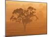 Eucalyptus Tree and Morning Fog, Carroll, New South Wales, Australia-Jochen Schlenker-Mounted Photographic Print