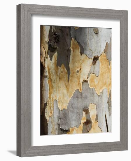 Eucalyptus Tree Bark, Greece, Europe-Robert Harding-Framed Photographic Print