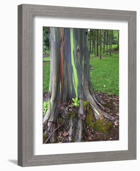 Eucalyptus Tree Bark, Kauai, Hawaii, USA-Dennis Flaherty-Framed Photographic Print