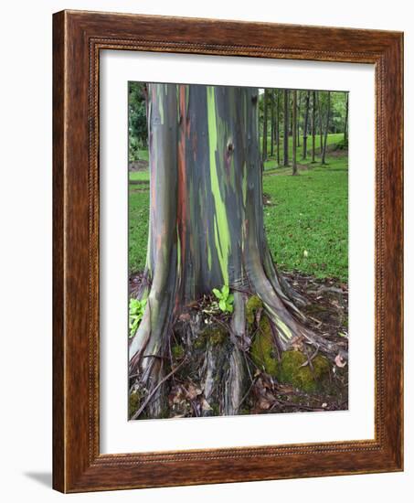 Eucalyptus Tree Bark, Kauai, Hawaii, USA-Dennis Flaherty-Framed Photographic Print