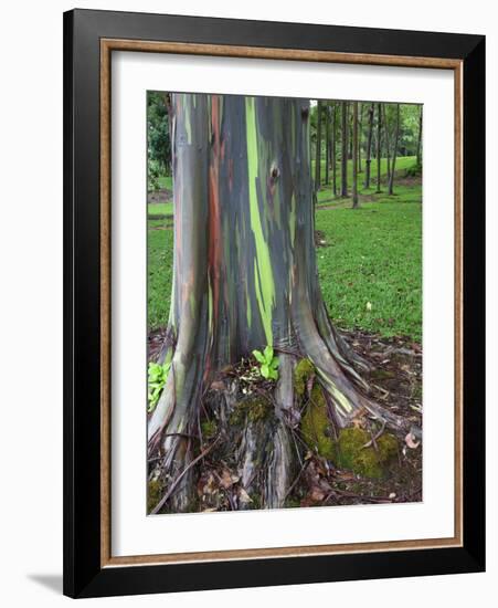 Eucalyptus Tree Bark, Kauai, Hawaii, USA-Dennis Flaherty-Framed Photographic Print