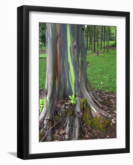 Eucalyptus Tree Bark, Kauai, Hawaii, USA-Dennis Flaherty-Framed Photographic Print