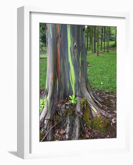 Eucalyptus Tree Bark, Kauai, Hawaii, USA-Dennis Flaherty-Framed Photographic Print