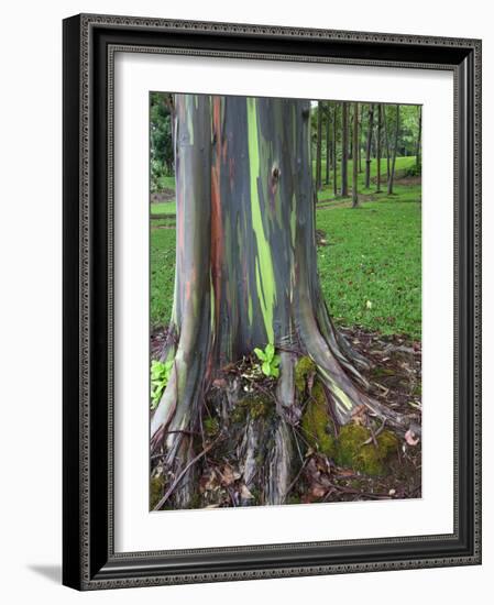 Eucalyptus Tree Bark, Kauai, Hawaii, USA-Dennis Flaherty-Framed Photographic Print