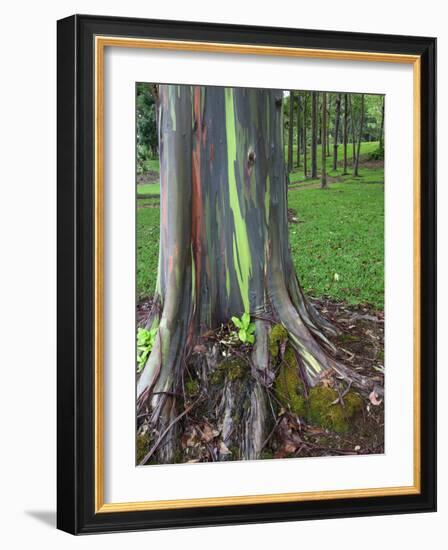 Eucalyptus Tree Bark, Kauai, Hawaii, USA-Dennis Flaherty-Framed Photographic Print