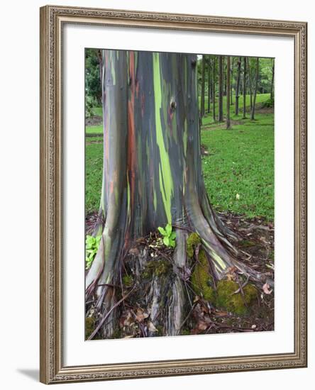 Eucalyptus Tree Bark, Kauai, Hawaii, USA-Dennis Flaherty-Framed Photographic Print