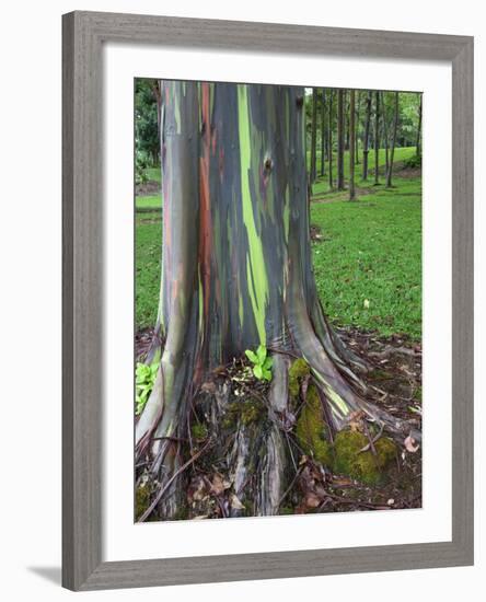 Eucalyptus Tree Bark, Kauai, Hawaii, USA-Dennis Flaherty-Framed Photographic Print