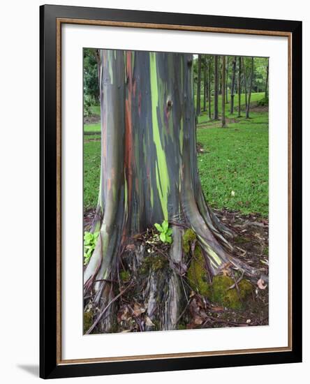 Eucalyptus Tree Bark, Kauai, Hawaii, USA-Dennis Flaherty-Framed Photographic Print