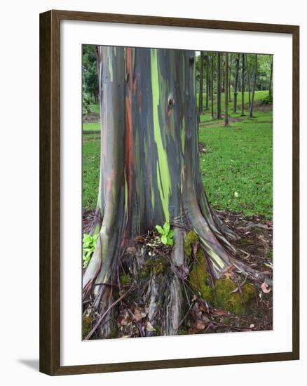 Eucalyptus Tree Bark, Kauai, Hawaii, USA-Dennis Flaherty-Framed Photographic Print