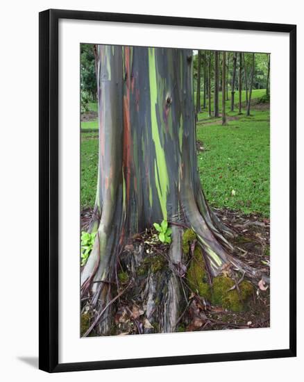 Eucalyptus Tree Bark, Kauai, Hawaii, USA-Dennis Flaherty-Framed Photographic Print