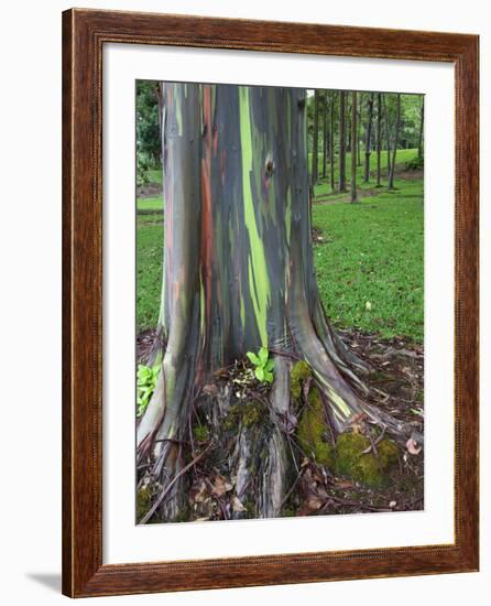 Eucalyptus Tree Bark, Kauai, Hawaii, USA-Dennis Flaherty-Framed Photographic Print