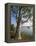 Eucalyptus Tree, Deogarh, Rajasthan State, India-Harding Robert-Framed Premier Image Canvas