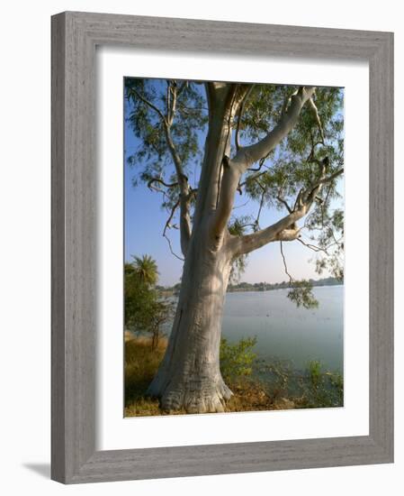 Eucalyptus Tree, Deogarh, Rajasthan State, India-Harding Robert-Framed Photographic Print