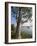 Eucalyptus Tree, Deogarh, Rajasthan State, India-Harding Robert-Framed Photographic Print