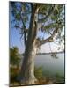 Eucalyptus Tree, Deogarh, Rajasthan State, India-Harding Robert-Mounted Photographic Print