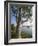 Eucalyptus Tree, Deogarh, Rajasthan State, India-Harding Robert-Framed Photographic Print