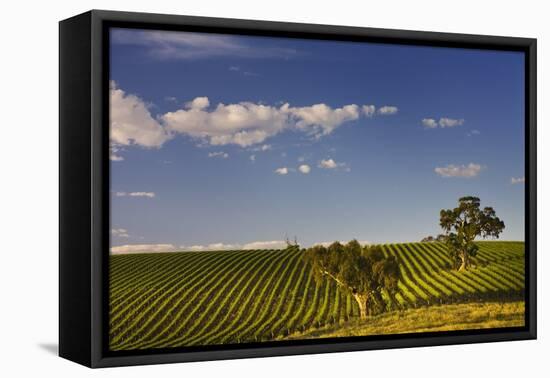 Eucalyptus Trees amongst Grapevines in the Barossa Valley-Jon Hicks-Framed Premier Image Canvas