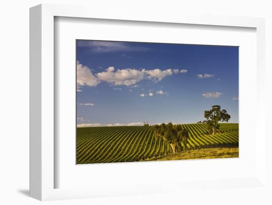 Eucalyptus Trees amongst Grapevines in the Barossa Valley-Jon Hicks-Framed Photographic Print