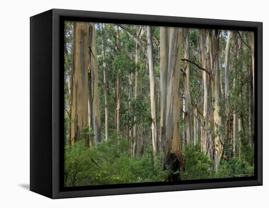 Eucalyptus Trees, Great Ocean Road, Victoria, Australia-Thorsten Milse-Framed Premier Image Canvas