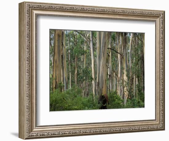 Eucalyptus Trees, Great Ocean Road, Victoria, Australia-Thorsten Milse-Framed Photographic Print