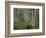 Eucalyptus Trees, Great Ocean Road, Victoria, Australia-Thorsten Milse-Framed Photographic Print