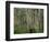 Eucalyptus Trees, Great Ocean Road, Victoria, Australia-Thorsten Milse-Framed Photographic Print