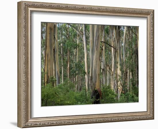 Eucalyptus Trees, Great Ocean Road, Victoria, Australia-Thorsten Milse-Framed Photographic Print