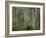 Eucalyptus Trees, Great Ocean Road, Victoria, Australia-Thorsten Milse-Framed Photographic Print