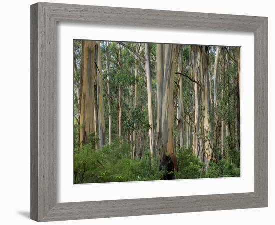 Eucalyptus Trees, Great Ocean Road, Victoria, Australia-Thorsten Milse-Framed Photographic Print