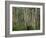 Eucalyptus Trees, Great Ocean Road, Victoria, Australia-Thorsten Milse-Framed Photographic Print