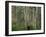 Eucalyptus Trees, Great Ocean Road, Victoria, Australia-Thorsten Milse-Framed Photographic Print