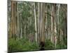 Eucalyptus Trees, Great Ocean Road, Victoria, Australia-Thorsten Milse-Mounted Photographic Print