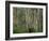 Eucalyptus Trees, Great Ocean Road, Victoria, Australia-Thorsten Milse-Framed Photographic Print