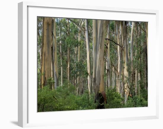 Eucalyptus Trees, Great Ocean Road, Victoria, Australia-Thorsten Milse-Framed Photographic Print