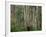 Eucalyptus Trees, Great Ocean Road, Victoria, Australia-Thorsten Milse-Framed Photographic Print