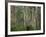 Eucalyptus Trees, Great Ocean Road, Victoria, Australia-Thorsten Milse-Framed Photographic Print