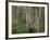 Eucalyptus Trees, Great Ocean Road, Victoria, Australia-Thorsten Milse-Framed Photographic Print